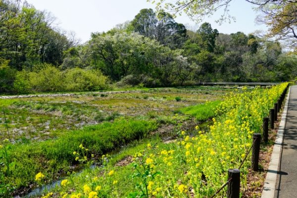 公図における「赤道と青道」とは | 『 i 不動産』のブログ