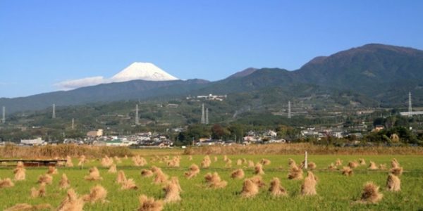 浮嶋からの富士山