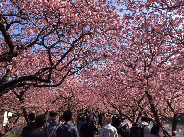 河津桜