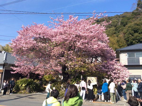 河津桜の原木